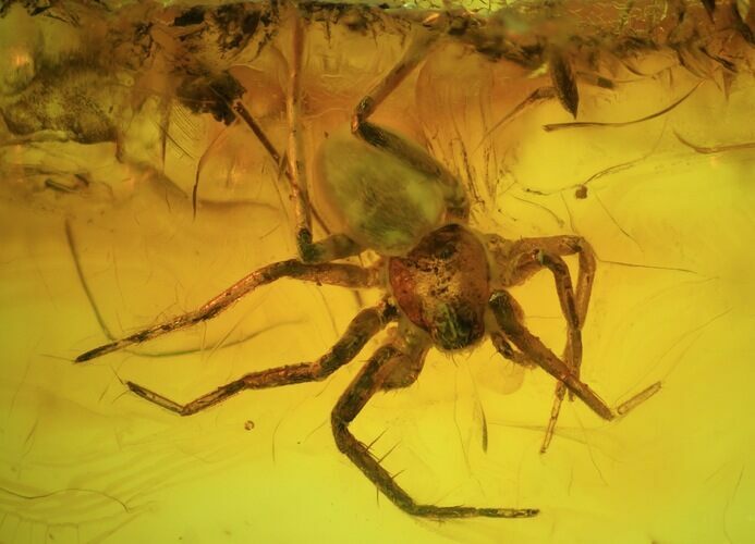 Fossil Spider (Aranea) In Baltic Amber #45138